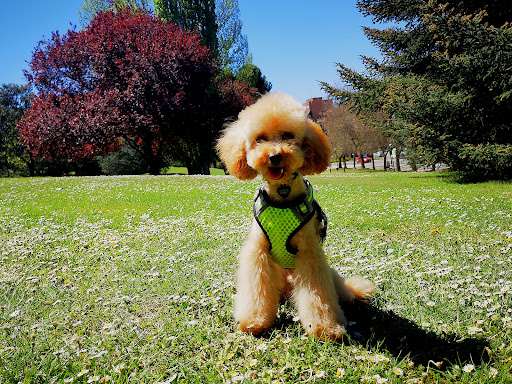 Peluquería Canina MásQMascotas