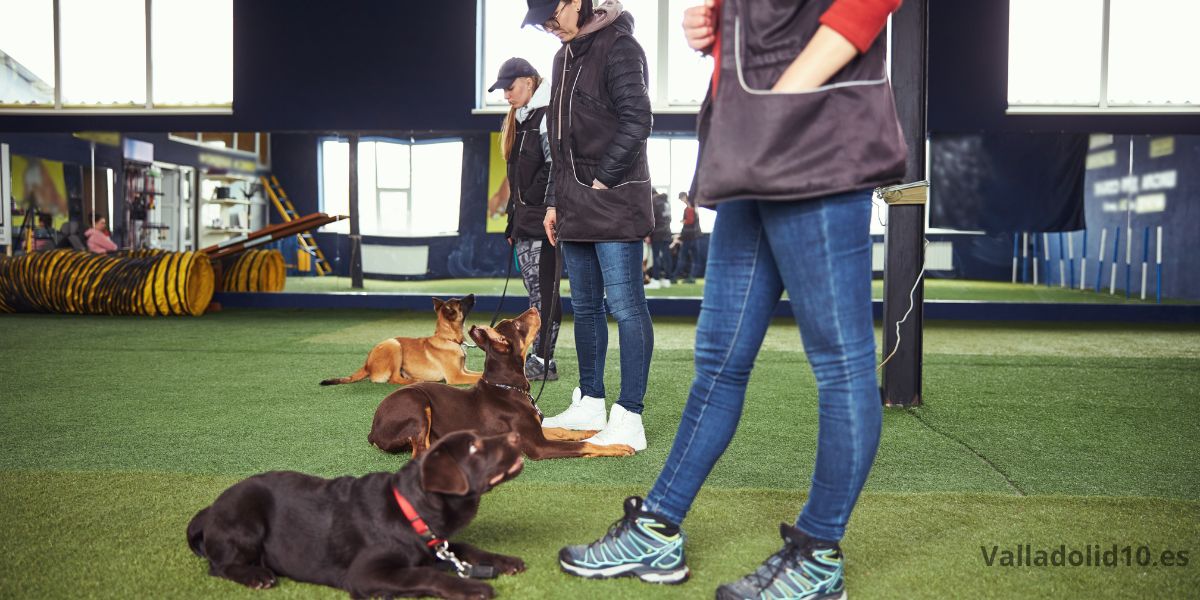 mejores cursos de adiestramiento canino en Valladolid