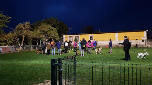 Residencia Canina CísterCan   Adiestramiento canino