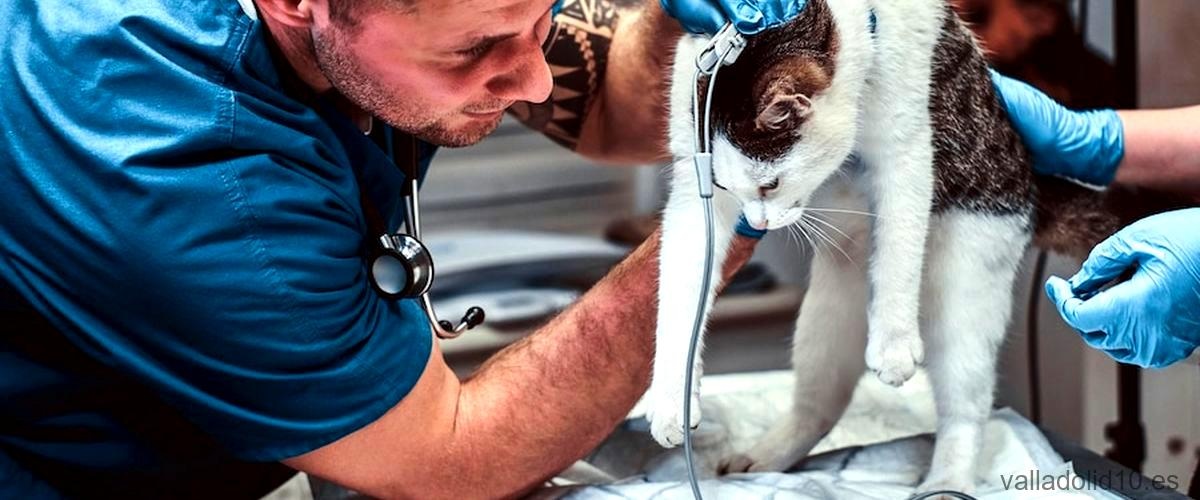 Los 3 mejores servicios de urgencias veterinarias de Valladolid